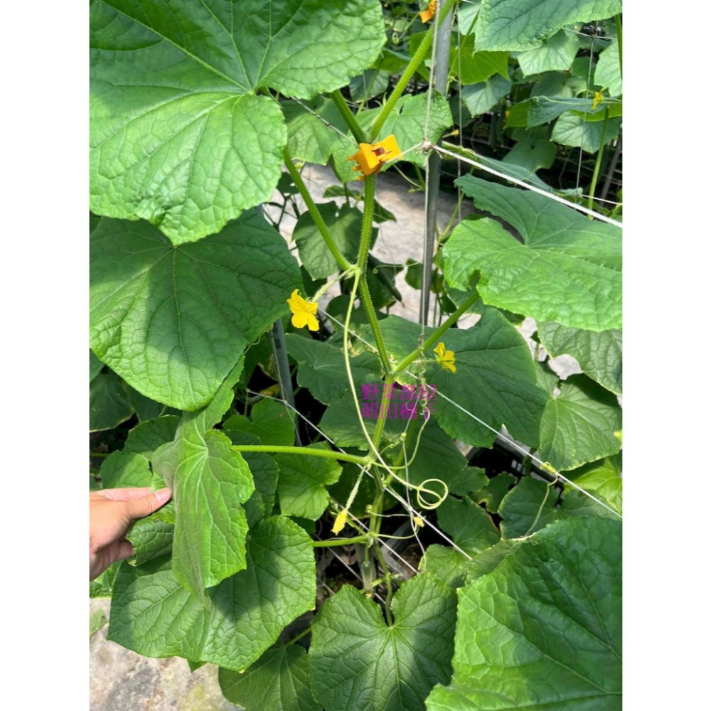 【萌田種子~】K91 CU223小黃瓜種子5粒 ,日系小黃瓜 ,高雌性 ,223小黃瓜 ,直果率高, 果型佳~-細節圖7