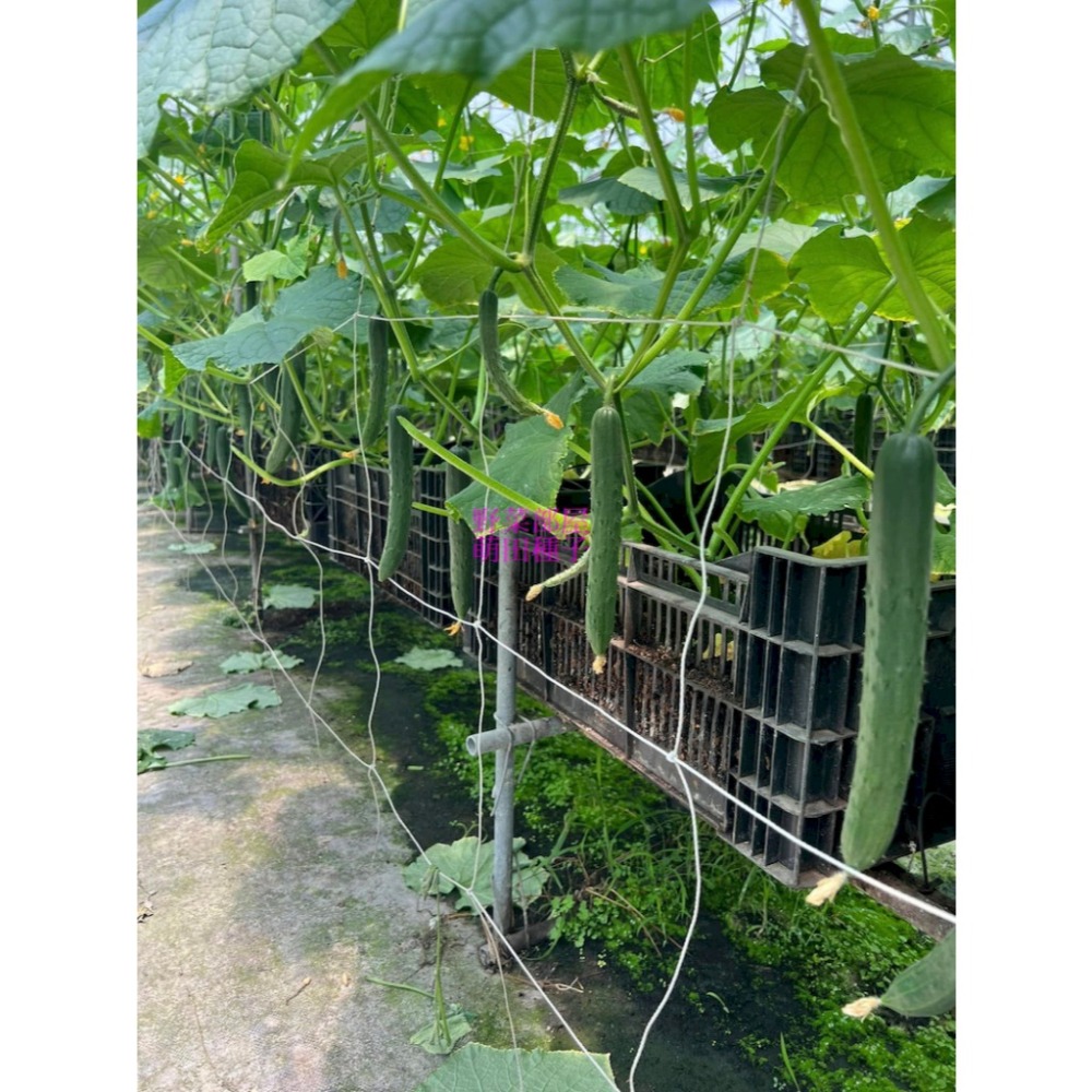 【萌田種子~】K91 CU223小黃瓜種子5粒 ,日系小黃瓜 ,高雌性 ,223小黃瓜 ,直果率高, 果型佳~-細節圖8