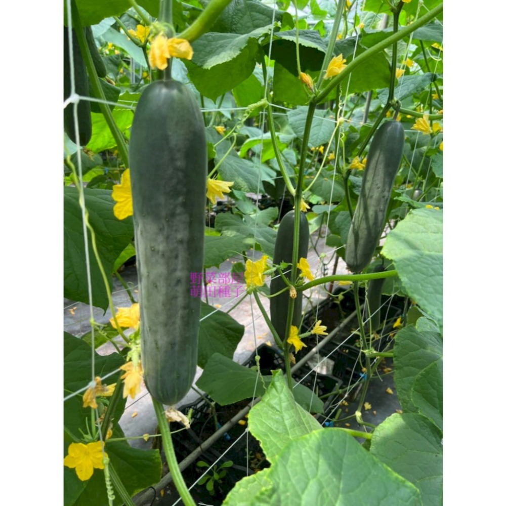 【萌田種子~】K92 青田大胡瓜種子10粒 ,大黃瓜 ,耐露菌病 ,果型佳且整齊帶有果粉 ,長勢強~-細節圖2