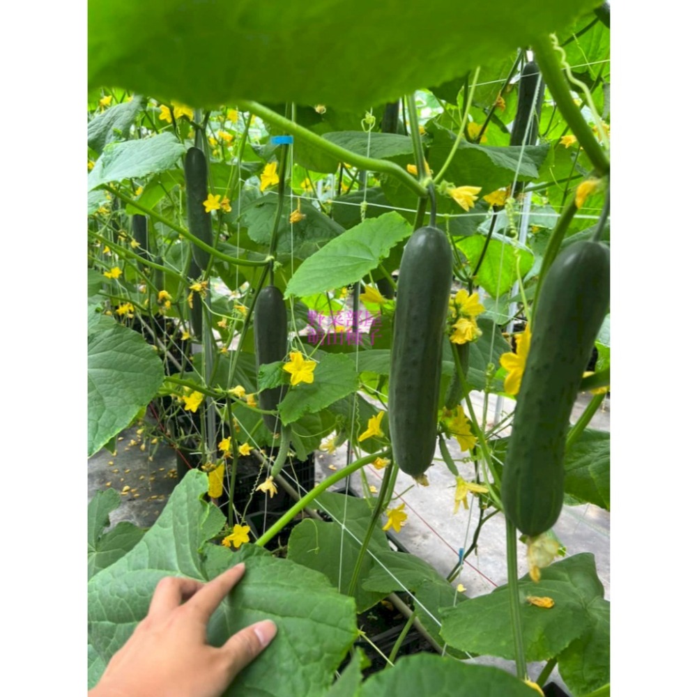【萌田種子~】K92 青田大胡瓜種子10粒 ,大黃瓜 ,耐露菌病 ,果型佳且整齊帶有果粉 ,長勢強~-細節圖4