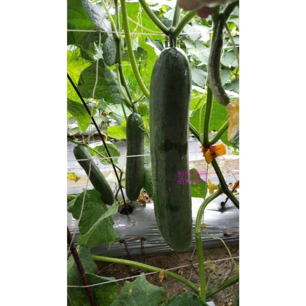【萌田種子~】K92 青田大胡瓜種子10粒 ,大黃瓜 ,耐露菌病 ,果型佳且整齊帶有果粉 ,長勢強~-細節圖5