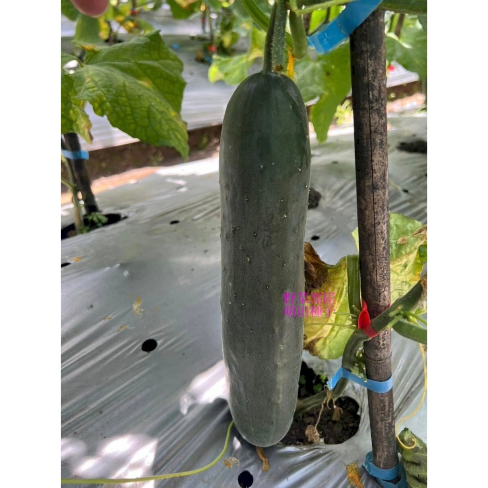 【萌田種子~】K92 青田大胡瓜種子10粒 ,大黃瓜 ,耐露菌病 ,果型佳且整齊帶有果粉 ,長勢強~-細節圖6
