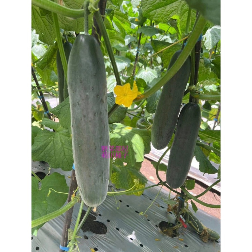 【萌田種子~】K92 青田大胡瓜種子10粒 ,大黃瓜 ,耐露菌病 ,果型佳且整齊帶有果粉 ,長勢強~-細節圖7