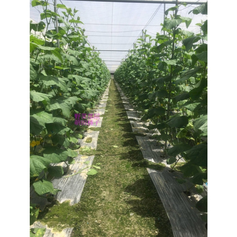 【萌田種子~】K92 青田大胡瓜種子10粒 ,大黃瓜 ,耐露菌病 ,果型佳且整齊帶有果粉 ,長勢強~-細節圖8