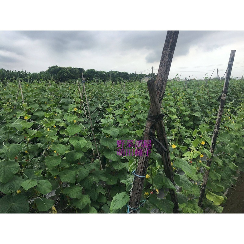 【萌田種子~】K92 青田大胡瓜種子10粒 ,大黃瓜 ,耐露菌病 ,果型佳且整齊帶有果粉 ,長勢強~-細節圖9