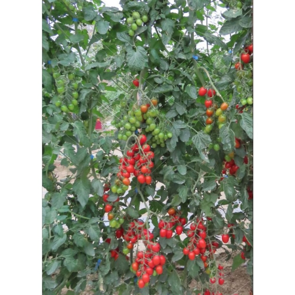 【萌田種子~】L39 露露TY紅果小蕃茄種子2粒 ,紅色小蕃茄 ,非停心型 ,產量高 ,皮薄風味佳 ,紅果小番茄~-細節圖6