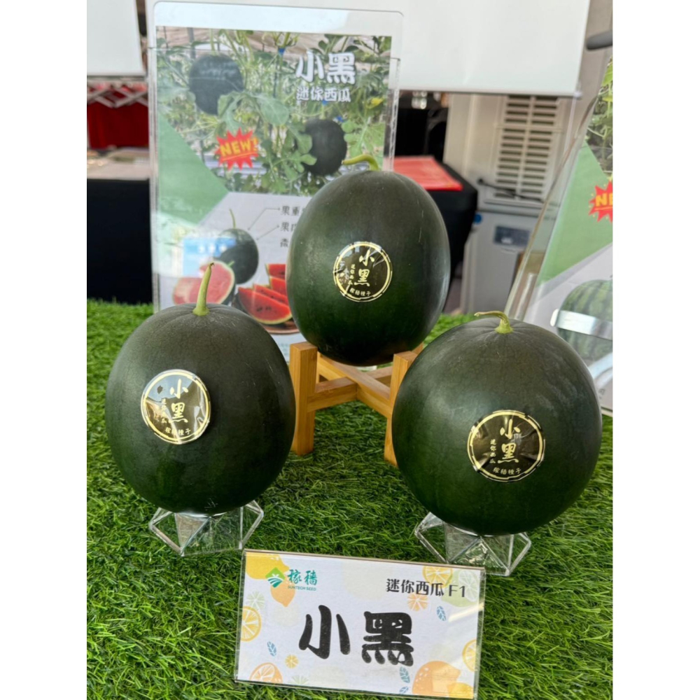【萌田種子~】R48 小黑迷你西瓜種子1粒 ,圓球形西瓜 ,紅肉西瓜 ,外皮黑到發亮 ,口感細緻~-細節圖2