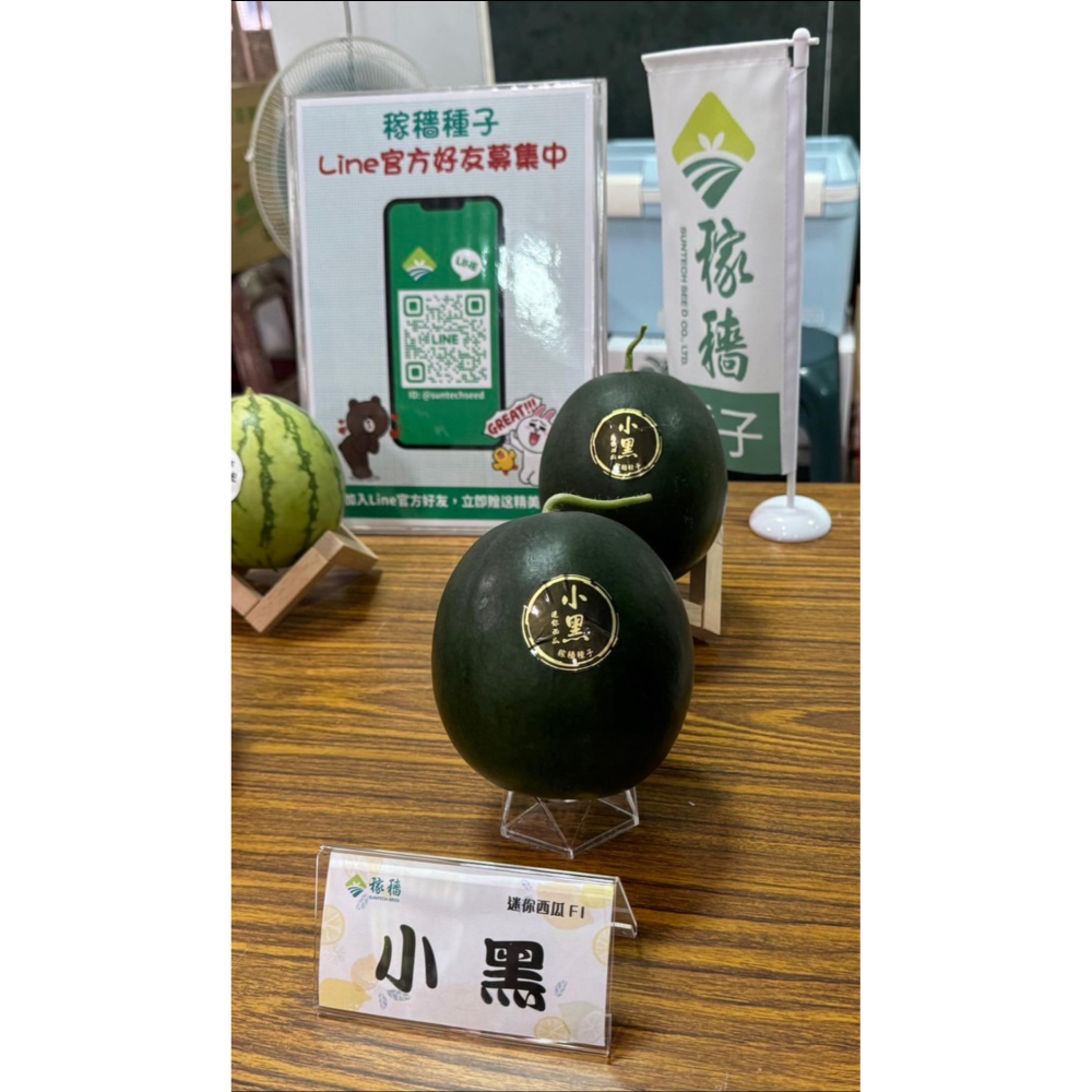 【萌田種子~】R48 小黑迷你西瓜種子1粒 ,圓球形西瓜 ,紅肉西瓜 ,外皮黑到發亮 ,口感細緻~-細節圖4