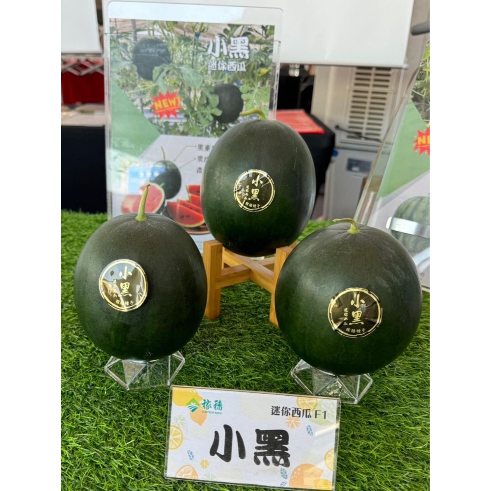 【萌田種子~】R48 小黑迷你西瓜種子1粒 ,圓球形西瓜 ,紅肉西瓜 ,外皮黑到發亮 ,口感細緻~-細節圖2