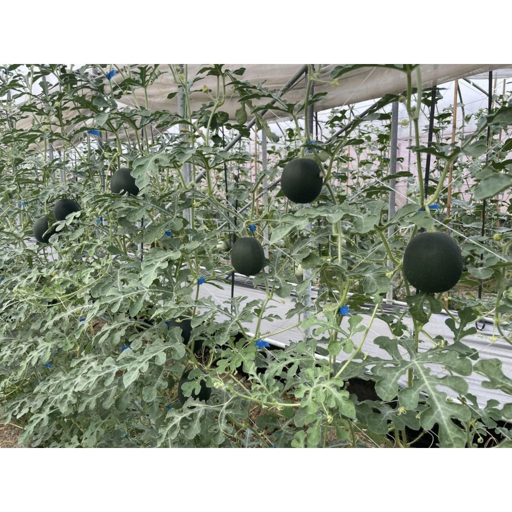 【萌田種子~】R48 小黑迷你西瓜種子1粒 ,圓球形西瓜 ,紅肉西瓜 ,外皮黑到發亮 ,口感細緻~-細節圖5