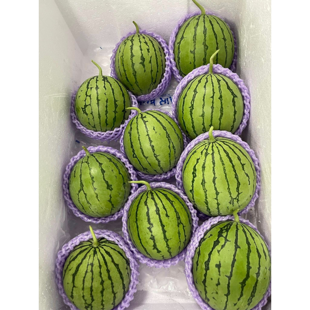 【萌田種子~】R49 亞虎迷你西瓜種子1粒 ,迷你籽 ,皮薄肉脆 ,小西瓜 ,甜度高 ,抗病性高~-細節圖4