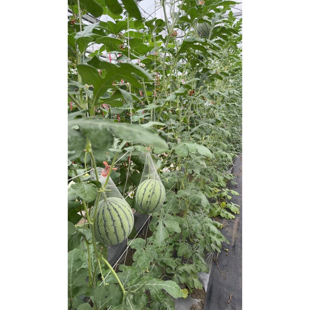 【萌田種子~】R49 亞虎迷你西瓜種子1粒 ,迷你籽 ,皮薄肉脆 ,小西瓜 ,甜度高 ,抗病性高~-細節圖6