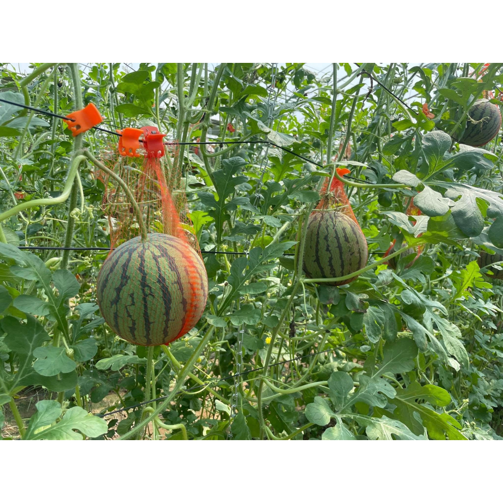 【萌田種子~】R49 亞虎迷你西瓜種子1粒 ,迷你籽 ,皮薄肉脆 ,小西瓜 ,甜度高 ,抗病性高~-細節圖7