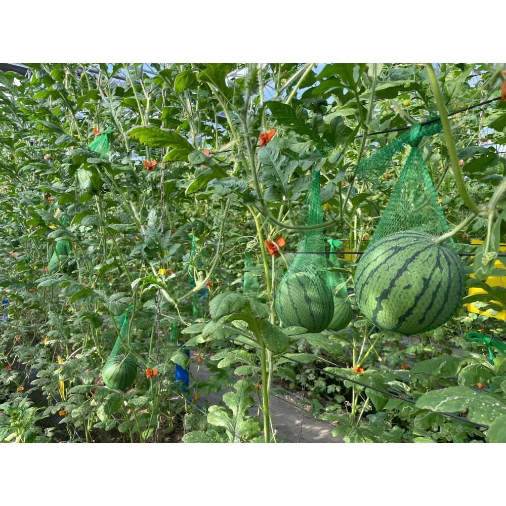 【萌田種子~】R49 亞虎迷你西瓜種子1粒 ,迷你籽 ,皮薄肉脆 ,小西瓜 ,甜度高 ,抗病性高~-細節圖8