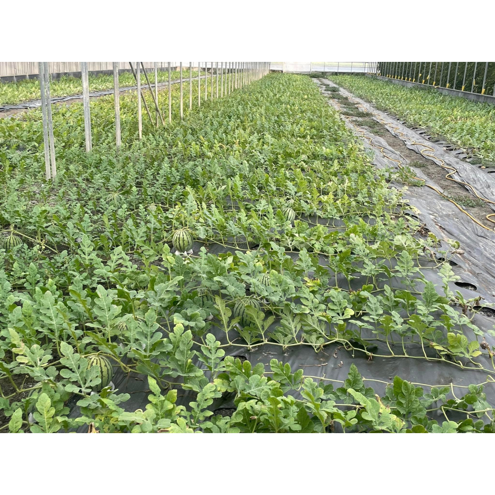 【萌田種子~】R49 亞虎迷你西瓜種子1粒 ,迷你籽 ,皮薄肉脆 ,小西瓜 ,甜度高 ,抗病性高~-細節圖9