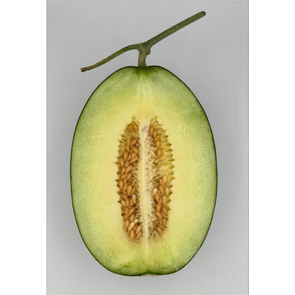 【萌田種子~】R50 哈雷綠肉新疆哈密瓜種子1粒 , 高甜度 , 肉質脆甜 , 極抗白粉病 ,採收快~-細節圖2