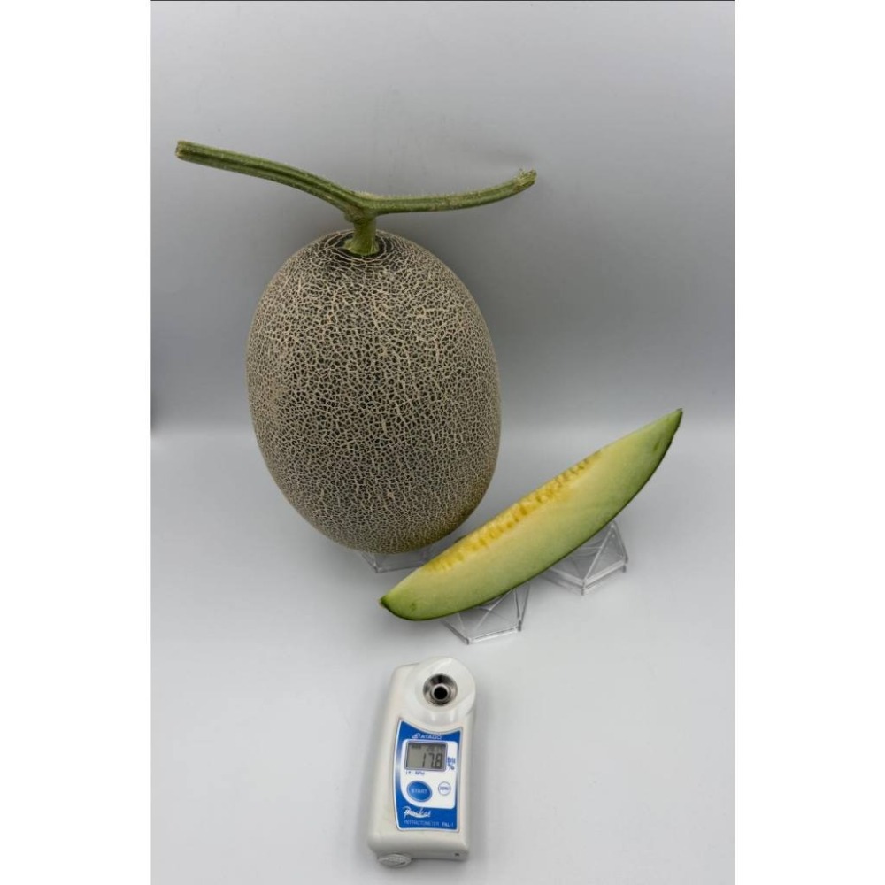 【萌田種子~】R50 哈雷綠肉新疆哈密瓜種子1粒 , 高甜度 , 肉質脆甜 , 極抗白粉病 ,採收快~-細節圖4