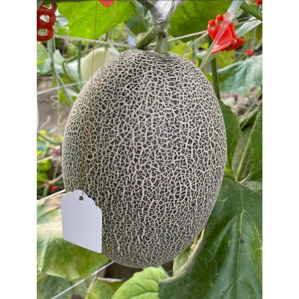 【萌田種子~】R50 哈雷綠肉新疆哈密瓜種子1粒 , 高甜度 , 肉質脆甜 , 極抗白粉病 ,採收快~-細節圖5