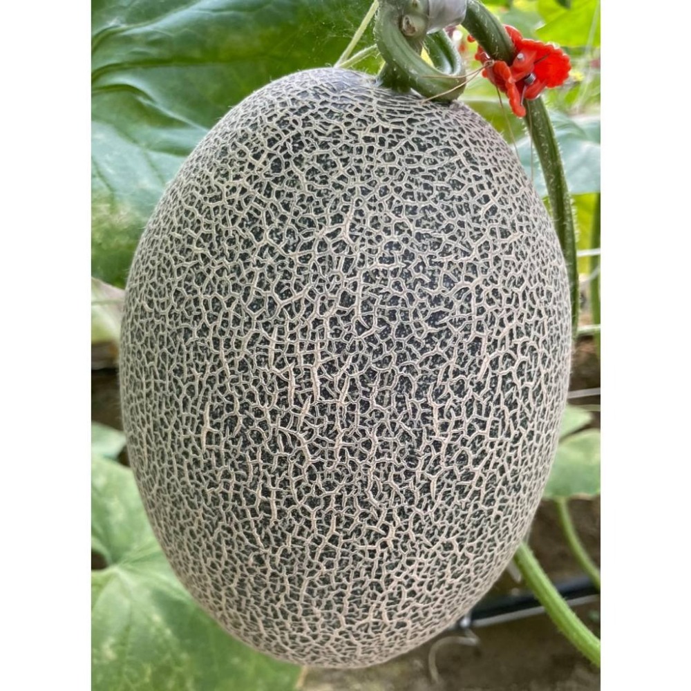 【萌田種子~】R50 哈雷綠肉新疆哈密瓜種子1粒 , 高甜度 , 肉質脆甜 , 極抗白粉病 ,採收快~-細節圖6