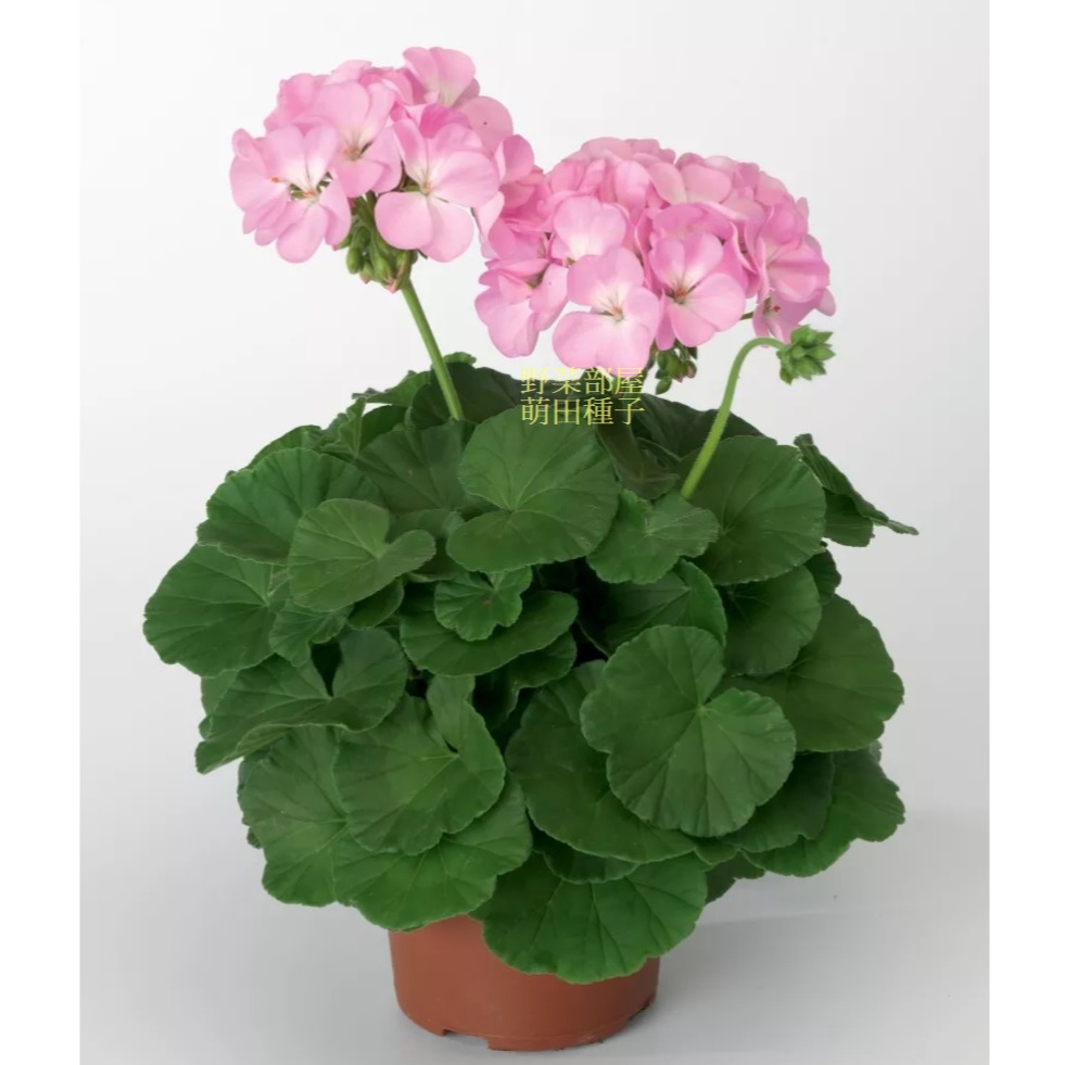 【萌田種子~】T53-6 蘋果天竺葵種子1粒 藤紫色單色 分枝多 可做乾燥花~-細節圖2