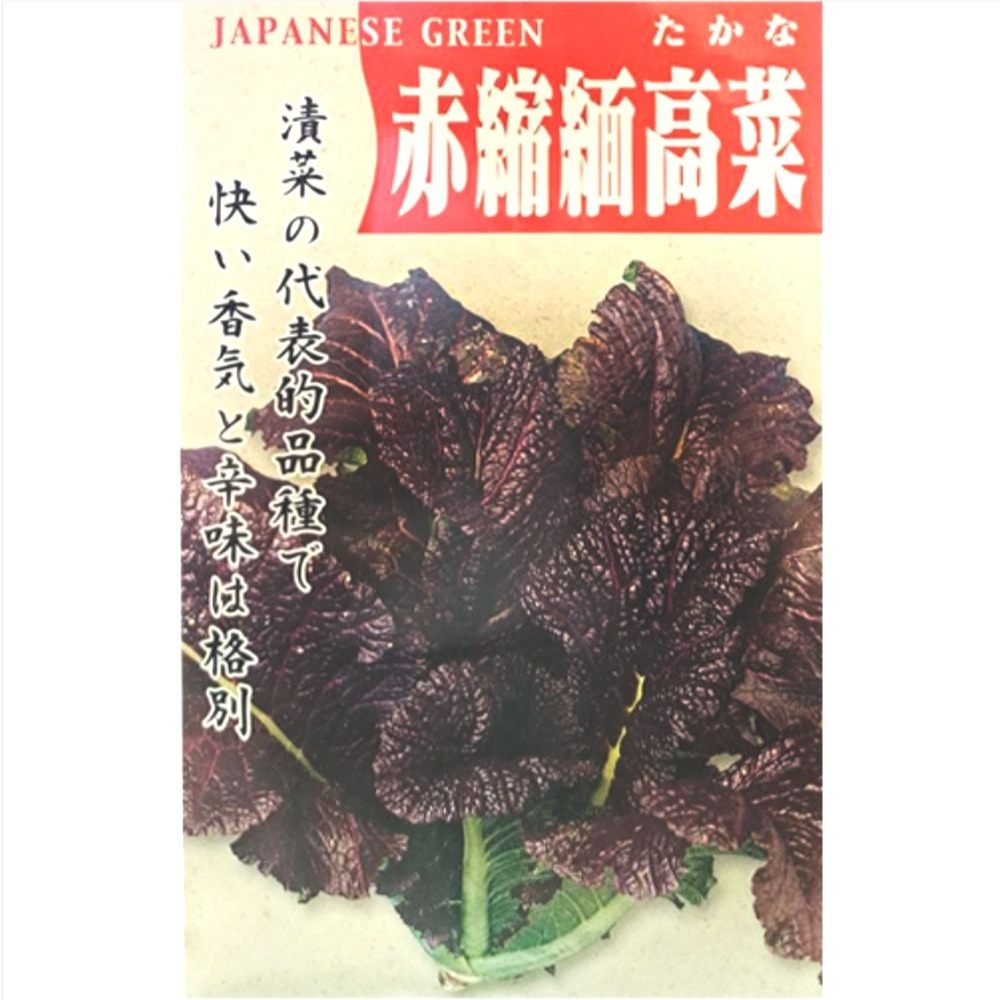 【萌田種子~】H21 赤大葉芥菜種子1.3公克(約700粒) 赤縮緬高菜 赤大葉高菜 微辛辣味 葉片厚 產量高~-細節圖2
