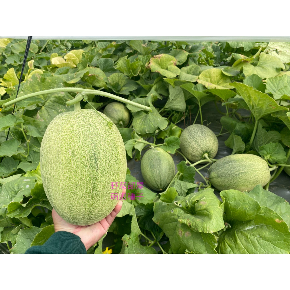 【萌田種子~】R52 518哈蜜瓜種子1粒 網紋哈蜜瓜 長勢強 肉質甜脆 口感細緻 紅肉哈蜜瓜~-細節圖2