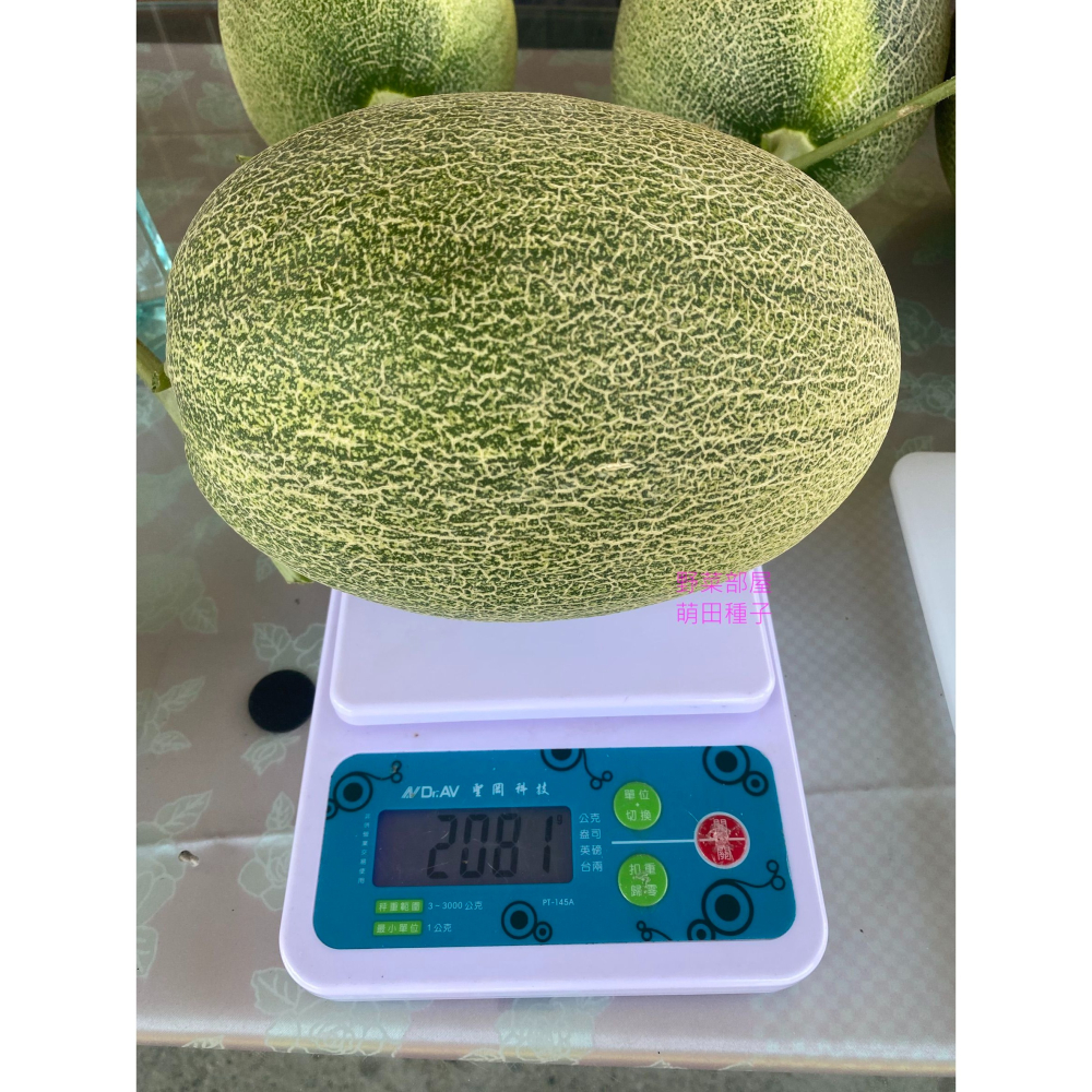 【萌田種子~】R52 518哈蜜瓜種子1粒 網紋哈蜜瓜 長勢強 肉質甜脆 口感細緻 紅肉哈蜜瓜~-細節圖3