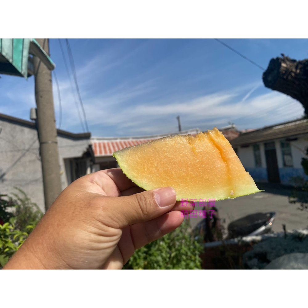 【萌田種子~】R52 518哈蜜瓜種子1粒 網紋哈蜜瓜 長勢強 肉質甜脆 口感細緻 紅肉哈蜜瓜~-細節圖4