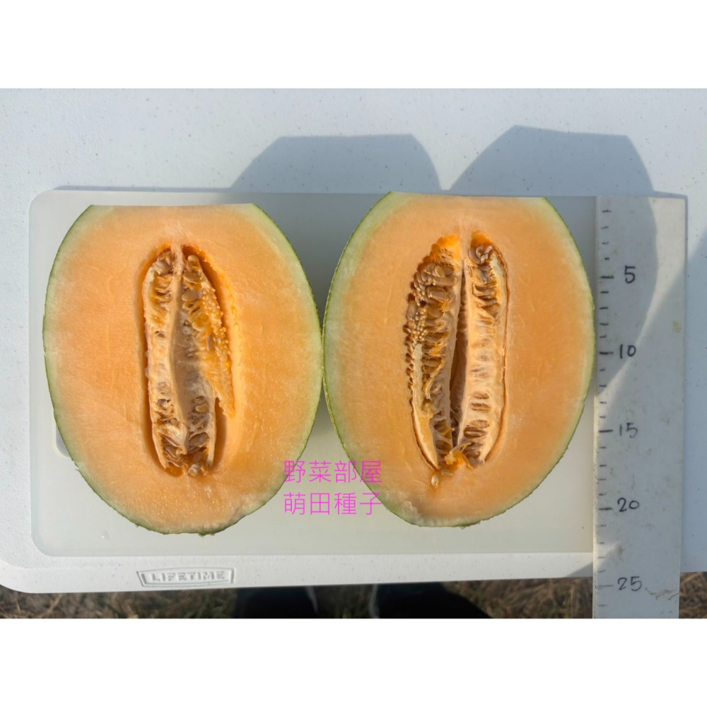 【萌田種子~】R52 518哈蜜瓜種子1粒 網紋哈蜜瓜 長勢強 肉質甜脆 口感細緻 紅肉哈蜜瓜~-細節圖5
