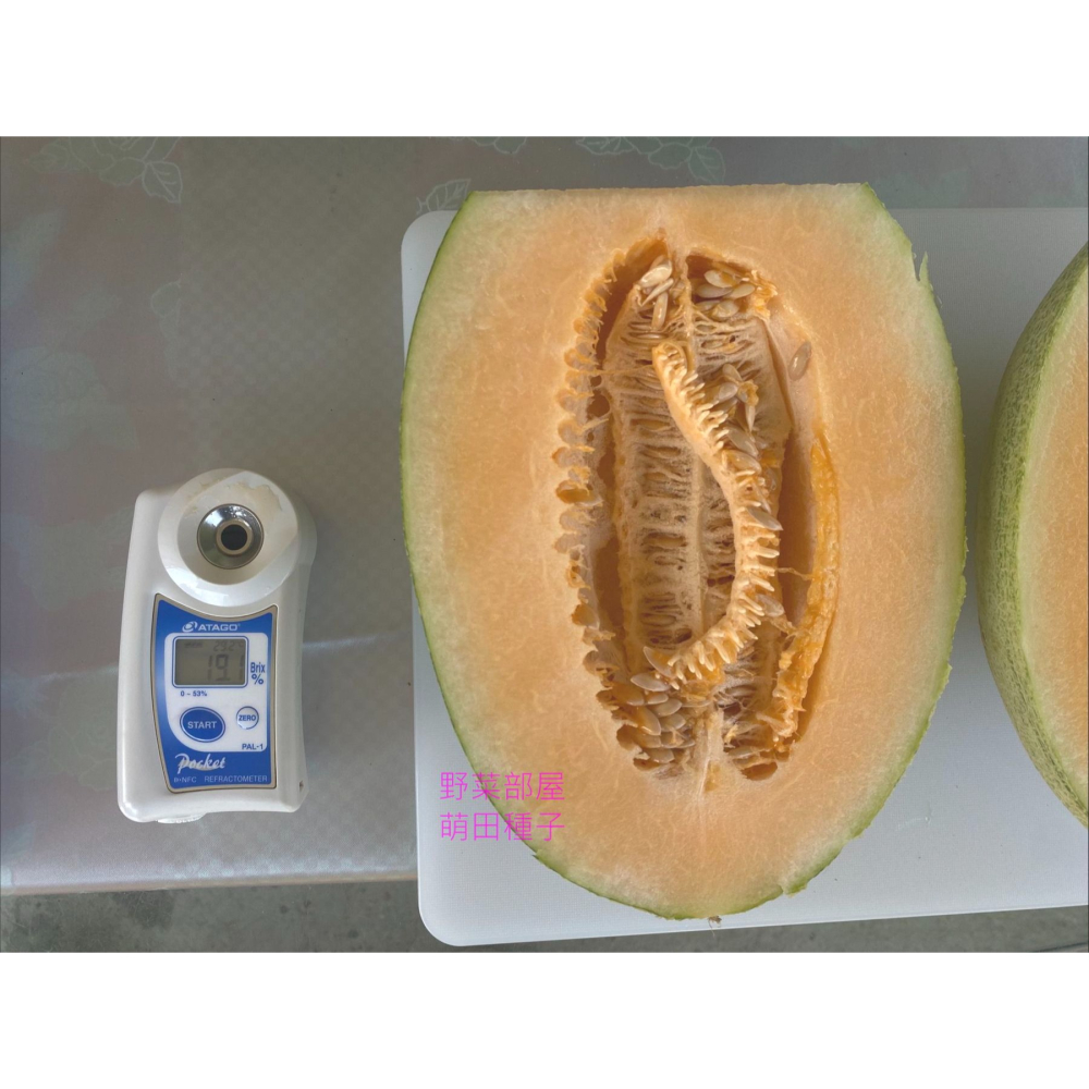 【萌田種子~】R52 518哈蜜瓜種子1粒 網紋哈蜜瓜 長勢強 肉質甜脆 口感細緻 紅肉哈蜜瓜~-細節圖6