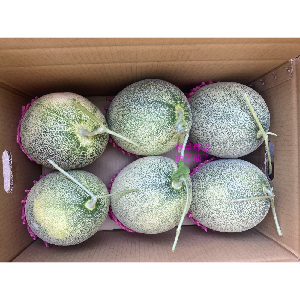 【萌田種子~】R52 518哈蜜瓜種子1粒 網紋哈蜜瓜 長勢強 肉質甜脆 口感細緻 紅肉哈蜜瓜~-細節圖7