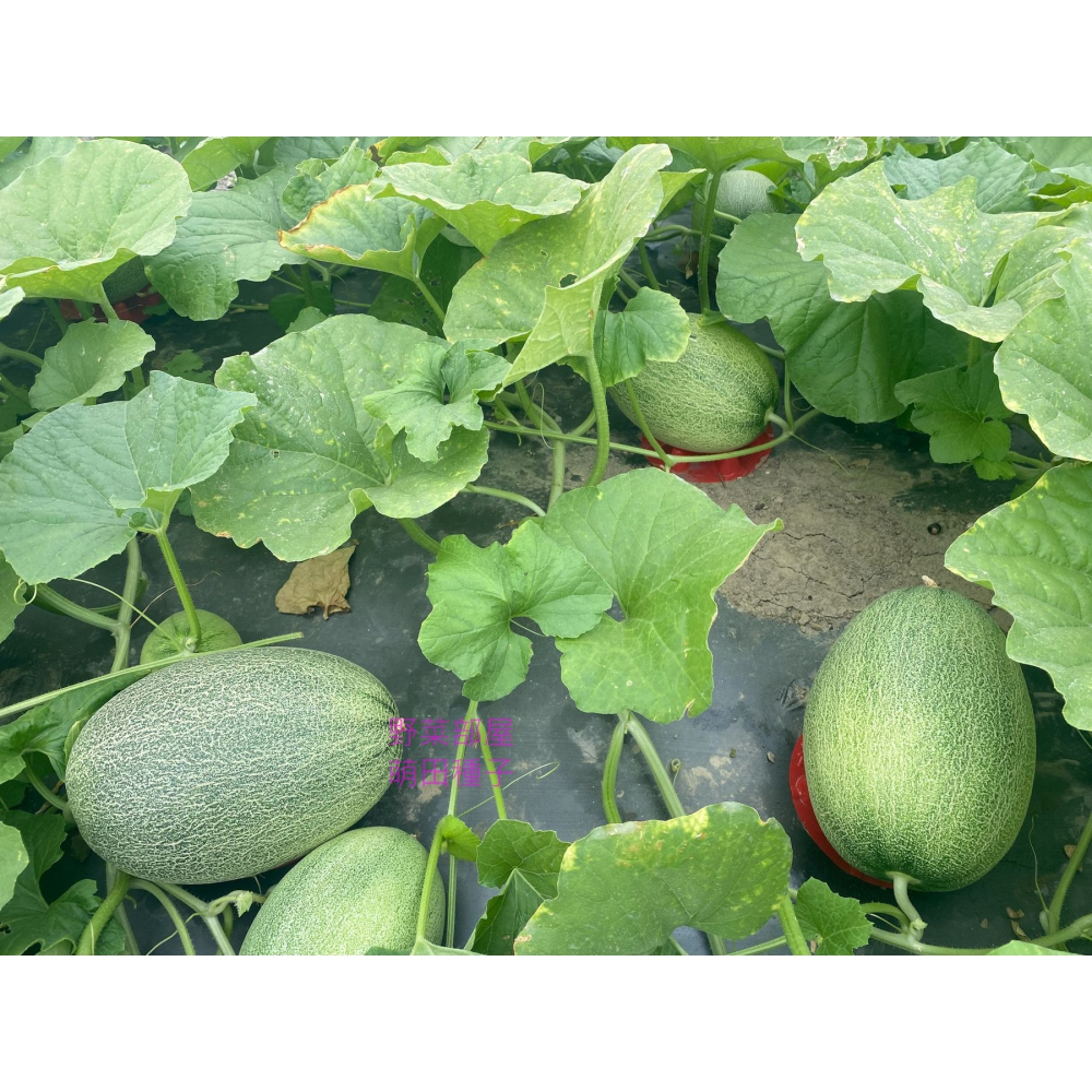 【萌田種子~】R52 518哈蜜瓜種子1粒 網紋哈蜜瓜 長勢強 肉質甜脆 口感細緻 紅肉哈蜜瓜~-細節圖8