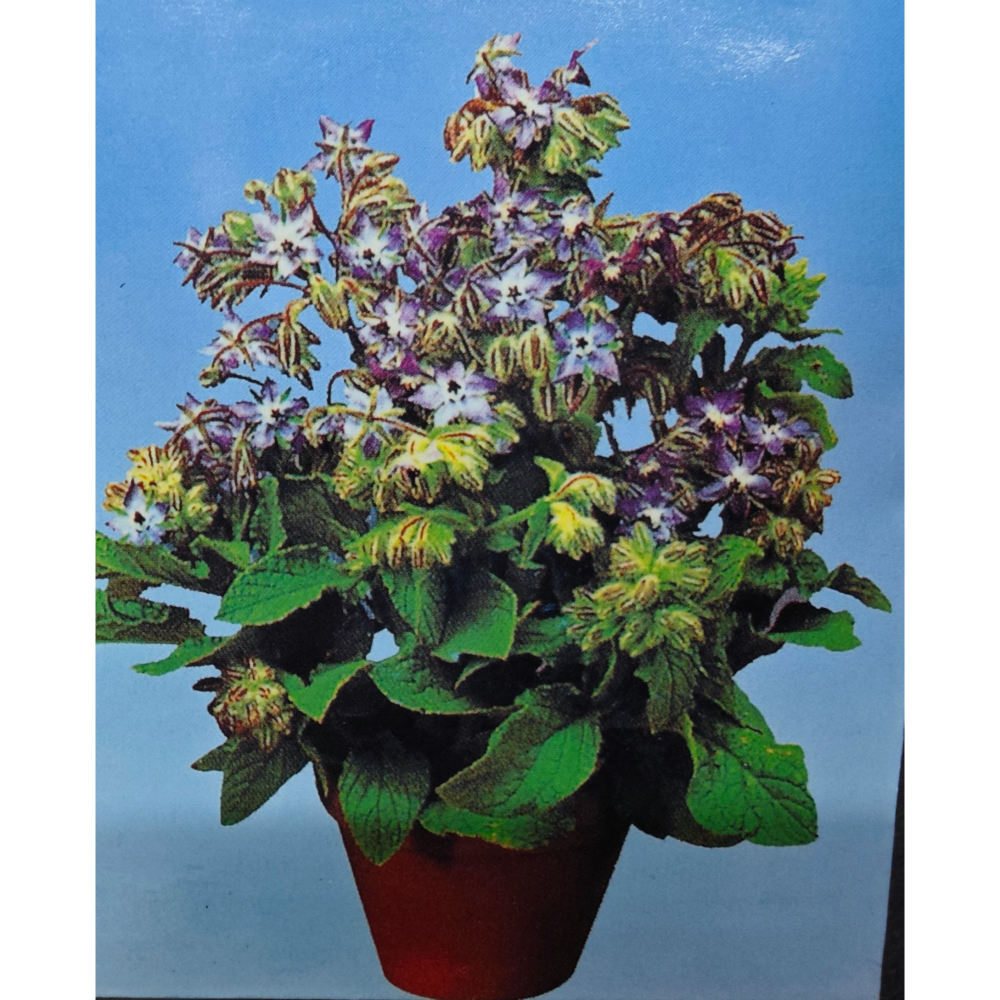 【萌田種子~】T71 琉璃苣種子2.5公克(約135粒) 食用花 香草植物 蜜源植物 景觀花卉 香草種子 芽菜種子~-細節圖2