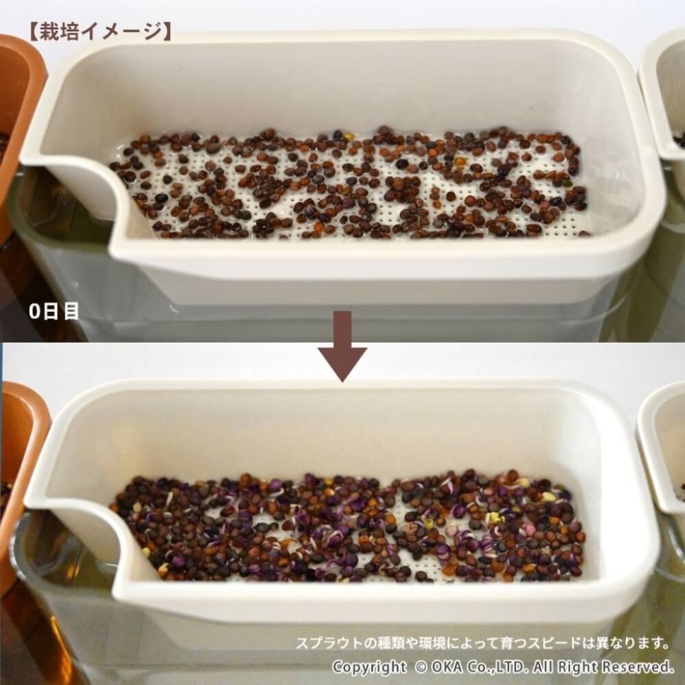 【日本oka】PLYS VEGE MAGIC 發芽瓶 水耕栽培豆苗罐 室內芽菜種植器 日本製 簡約設計 廚房綠植裝飾-細節圖3