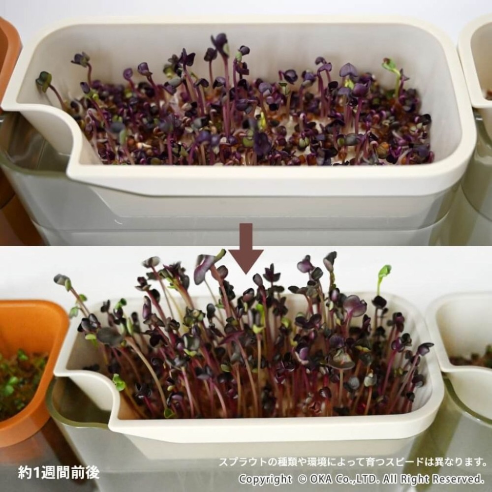 【日本oka】PLYS VEGE MAGIC 發芽瓶 水耕栽培豆苗罐 室內芽菜種植器 日本製 簡約設計 廚房綠植裝飾-細節圖4