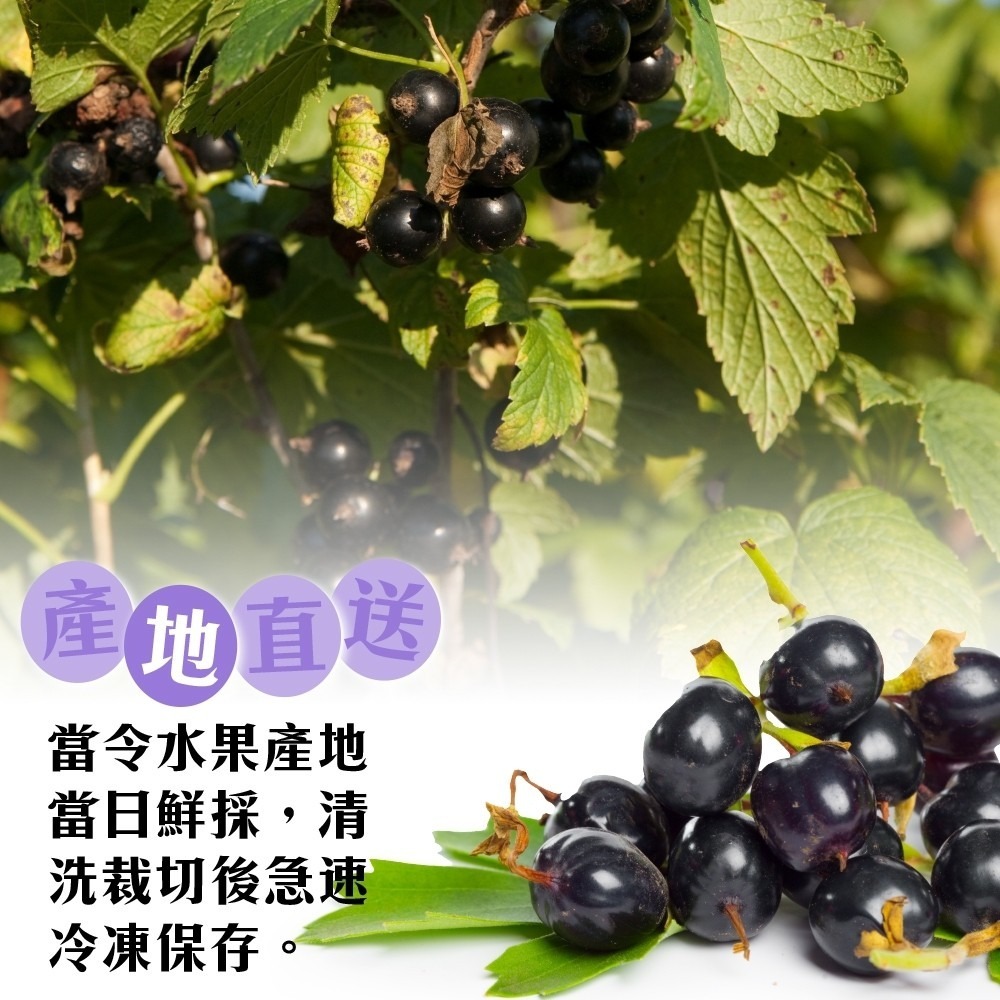 冷凍黑醋栗(每包200g±10%)【海陸管家】滿額免運-細節圖4