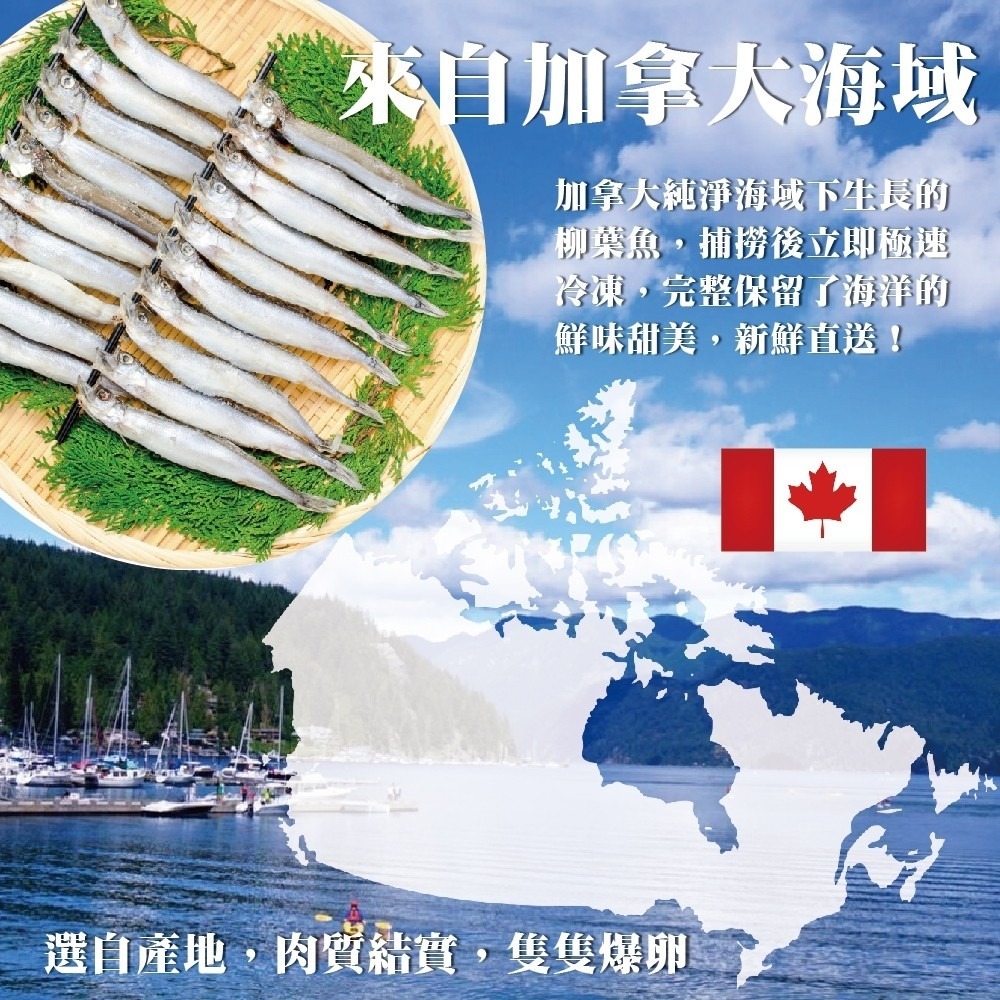 挪威/冰島爆卵柳葉魚(每包5-8尾/200g±10%)【海陸管家】滿額免運-細節圖3