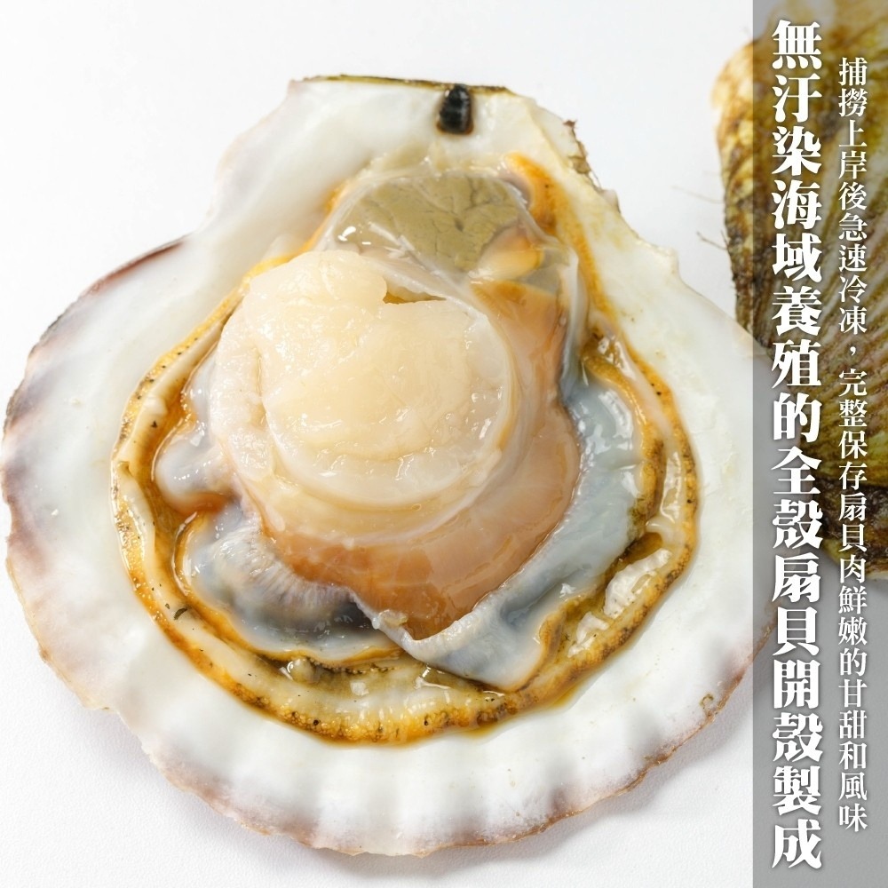 人氣熱賣生鮮半殼扇貝(每包500g±10%/約5-9顆)【海陸管家】滿額免運-細節圖2