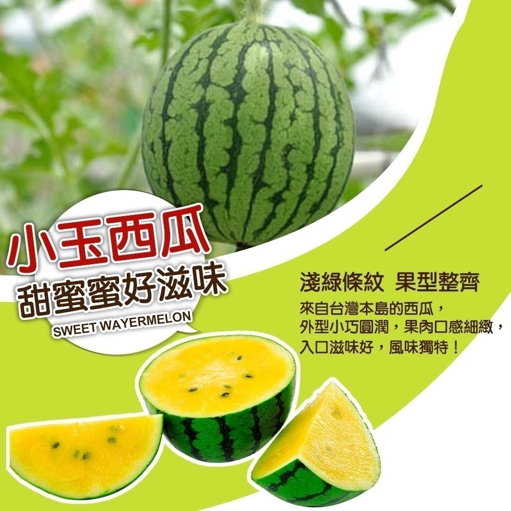 台灣嚴選黃肉小玉西瓜(每顆2500-3000g)【果之蔬】全省免運-細節圖5