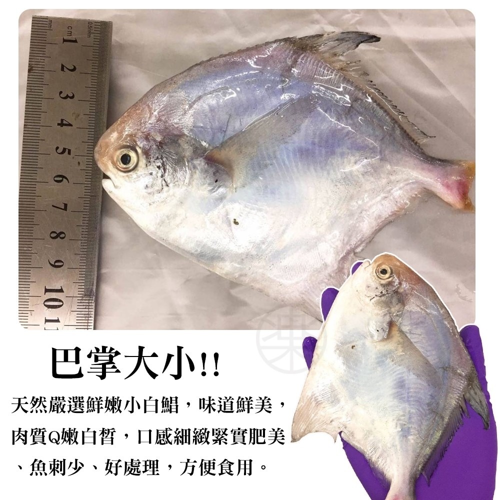 嚴選鮮嫩野生小白鯧(每包3-5尾/淨重240g±10%)【海陸管家】滿額免運-細節圖7