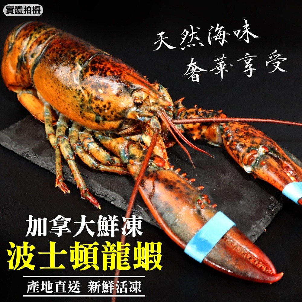 加拿大波士頓龍蝦2隻組(每隻約400-500g)【第二件贈鯖魚+牛排】全省免運-細節圖2