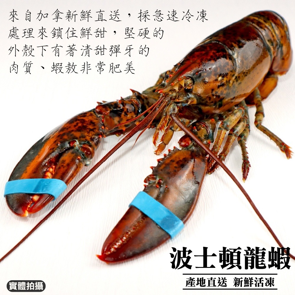 加拿大波士頓龍蝦2隻組(每隻約400-500g)【第二件贈鯖魚+牛排】全省免運-細節圖4