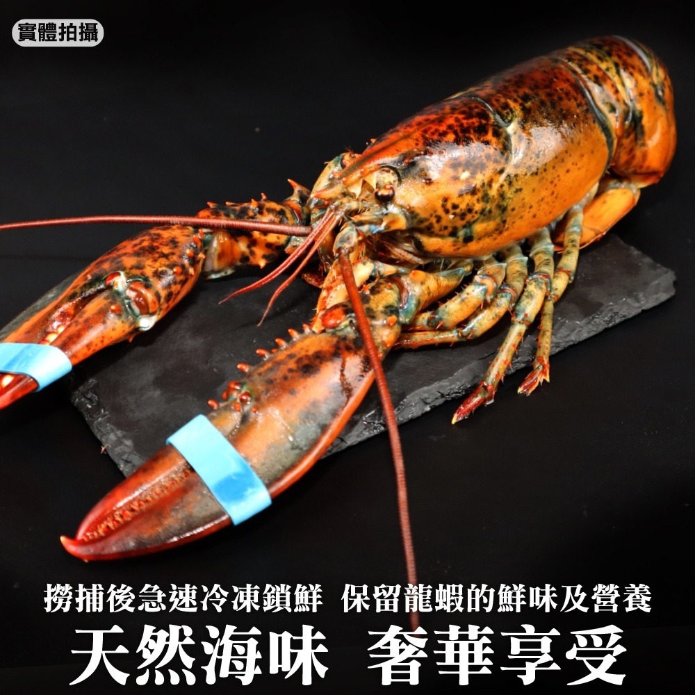 加拿大波士頓龍蝦2隻組(每隻約400-500g)【第二件贈鯖魚+牛排】全省免運-細節圖7