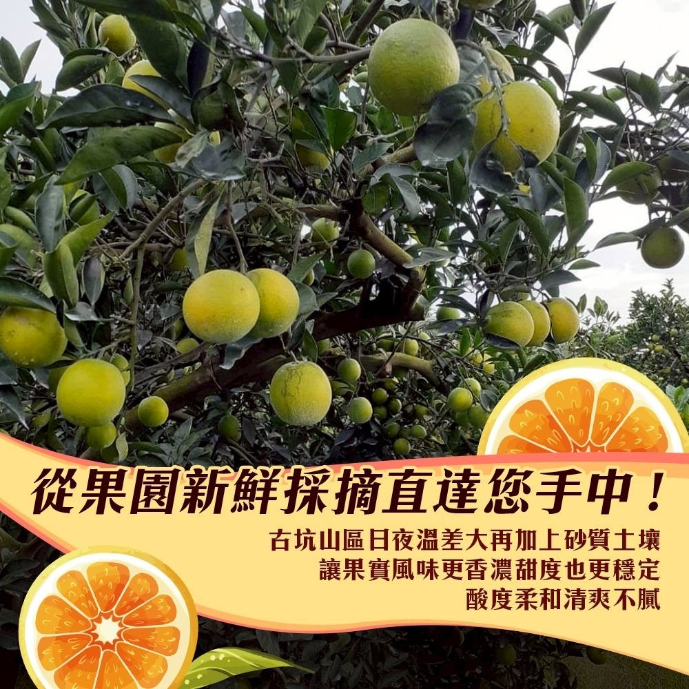 雲林古坑紅肉柳丁 0運費【果農直配】台灣柳丁 雲林柳丁 紅柳丁 柑橘 紅肉丁-細節圖5