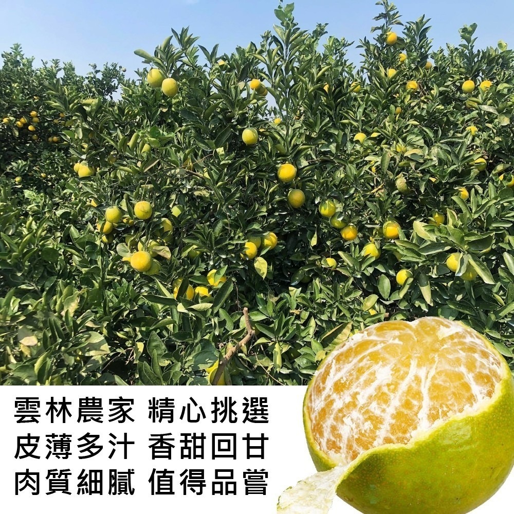 雲林帝王柑 0運費【果農直送】-細節圖2