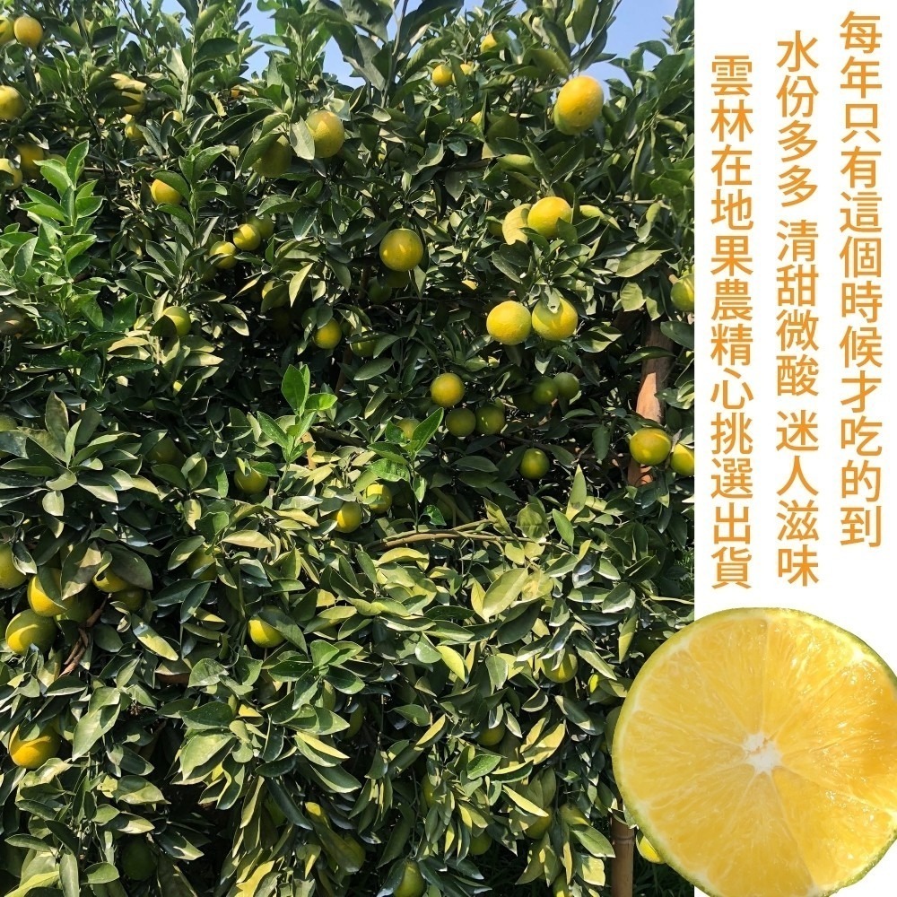 雲林帝王柑 0運費【果農直送】-細節圖4