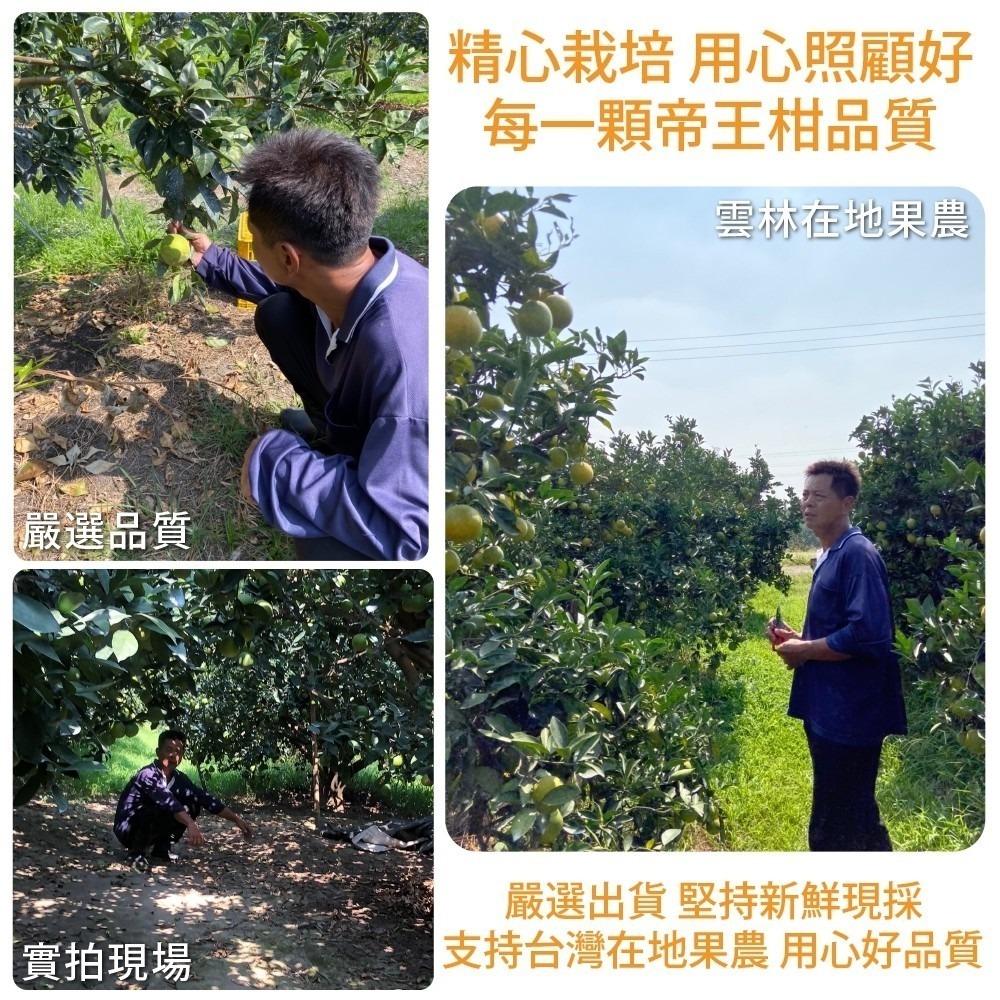 雲林帝王柑 0運費【果農直送】-細節圖6