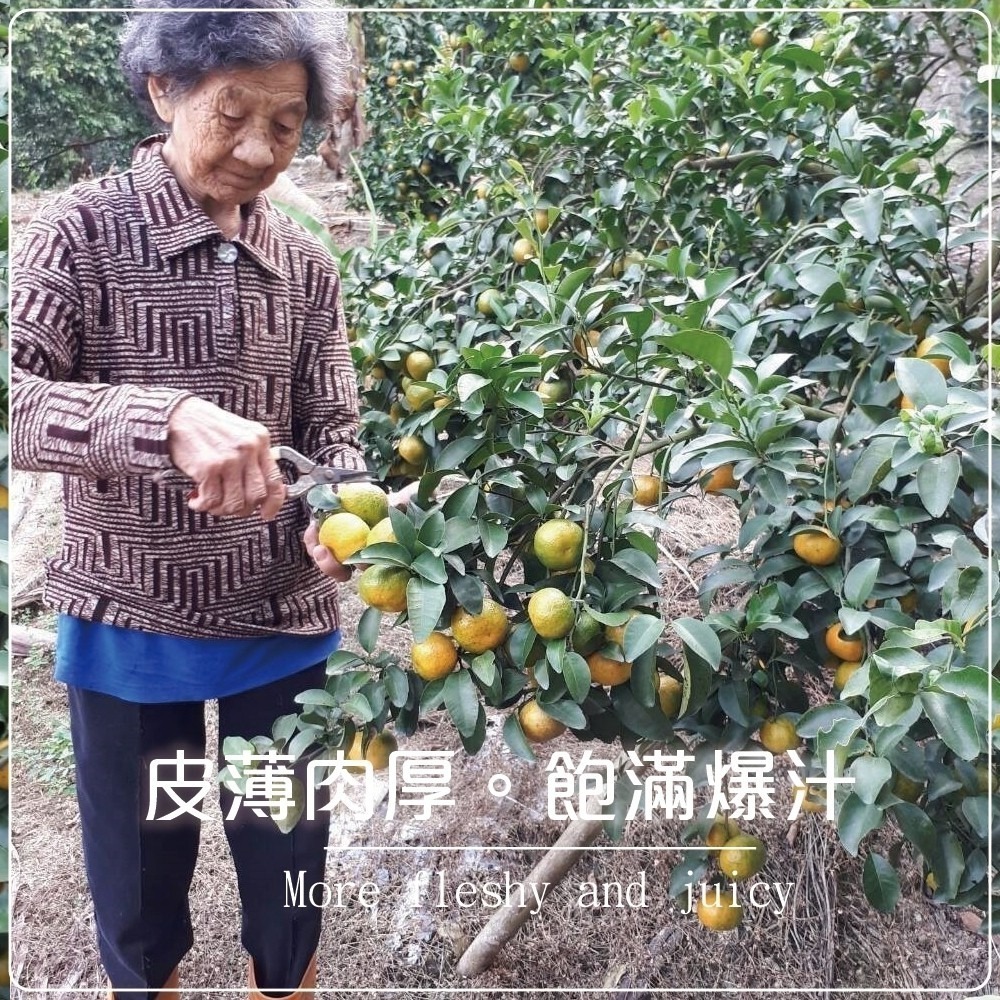 台灣草生栽種珍珠柑 0運費【果農直送】迷你柑-細節圖4