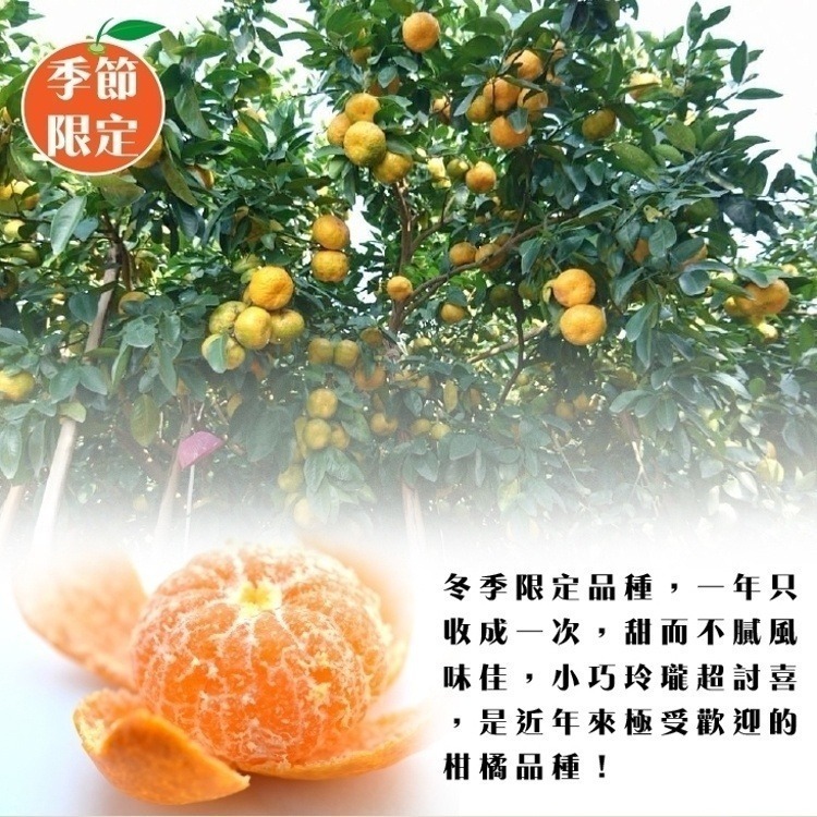 台灣迷你砂糖橘 0運費【果農直配】珍珠橘 迷你橘子 台灣橘子 小柑橘-細節圖2