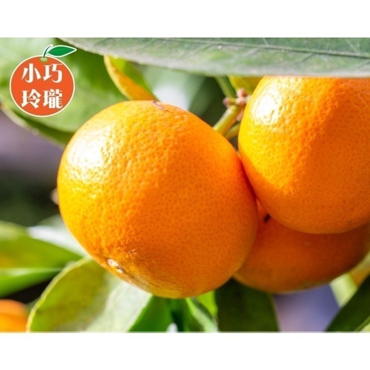 台灣迷你砂糖橘 0運費【果農直配】珍珠橘 迷你橘子 台灣橘子 小柑橘-細節圖3
